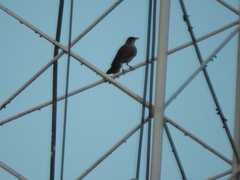 Turdus rufopalliatus