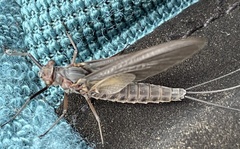 Ephemerella subvaria