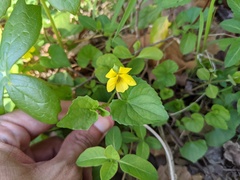 Viola eriocarpa