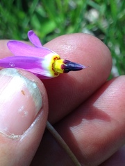 Primula pauciflora pauciflora