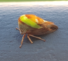 Smilia camelus