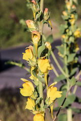Linaria dalmatica dalmatica