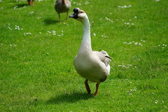 Anser cygnoides domesticus