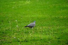 Columba palumbus