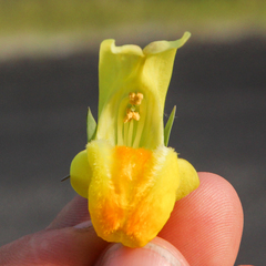 Linaria dalmatica dalmatica