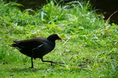 Gallinula chloropus