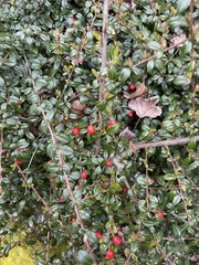 Cotoneaster × suecicus