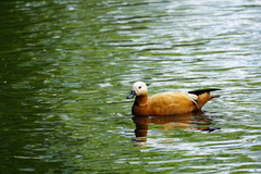 Tadorna ferruginea