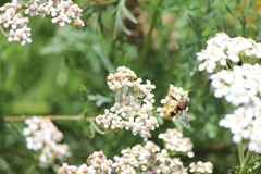 Euodynerus hidalgo viereckii