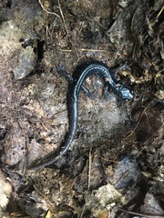 Plethodon teyahalee