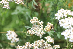 Euodynerus hidalgo viereckii