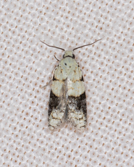 Tracholena sulfurosa