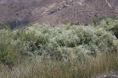 Salix exigua hindsiana