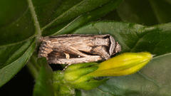 Proteuxoa chrysospila