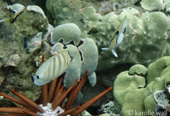 Chaetodon multicinctus