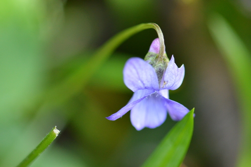 Image of Viola howellii by (c) David Anderson, some rights reserved (CC BY)