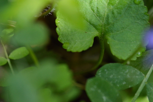 Image of Viola howellii by (c) David Anderson, some rights reserved (CC BY)