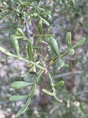 Flindersia dissosperma