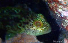 Sebastapistes coniorta