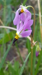 Primula pauciflora pauciflora