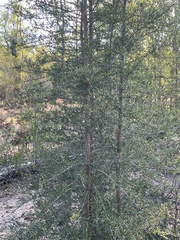 Flindersia dissosperma