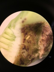 Contarinia nasturtii