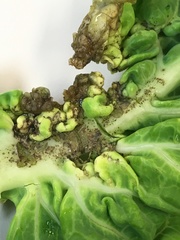 Contarinia nasturtii