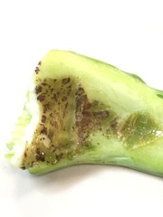 Contarinia nasturtii