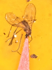 Contarinia nasturtii