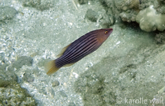 Pseudocheilinus octotaenia