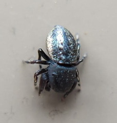 Sassacus cyaneus
