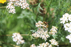 Euodynerus hidalgo viereckii