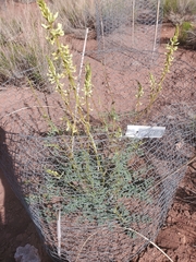 Astragalus ampullarioides