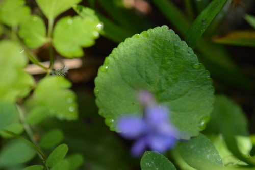 Image of Viola howellii by (c) David Anderson, some rights reserved (CC BY)