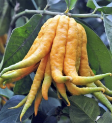 Citrus medica sarcodactylis