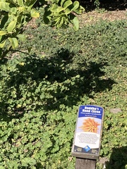 Citrus medica sarcodactylis