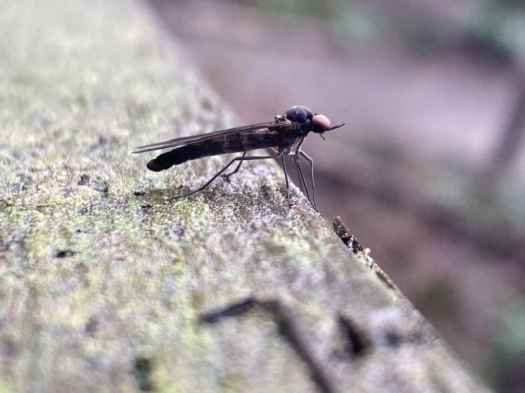 Protaxymyia thuja