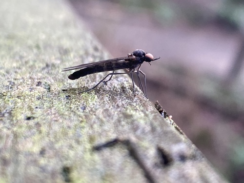 Protaxymyia thuja