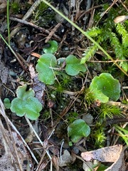 Lunularia