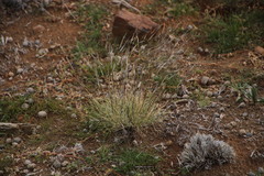 Stipagrostis ciliata capensis