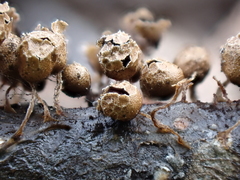 Polyschismium peyerimhoffii