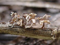 Polyschismium peyerimhoffii