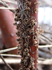 Polyschismium peyerimhoffii