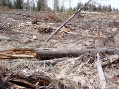 Polyschismium peyerimhoffii