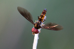 Ocyptamus antiphates