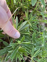 Lupinus oreganus