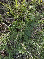 Lupinus oreganus
