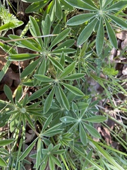Lupinus oreganus
