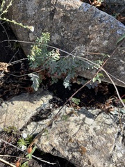 Pellaea andromedifolia