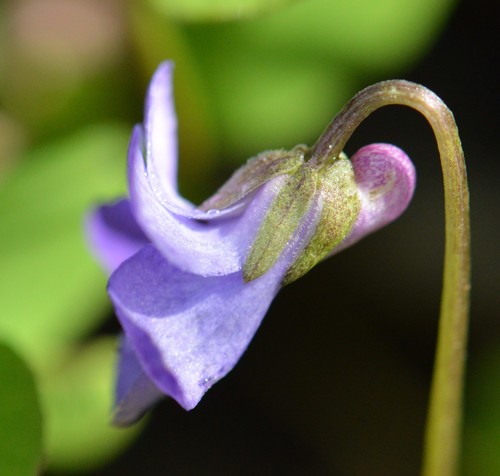 Image of Viola howellii by (c) David Anderson, some rights reserved (CC BY)